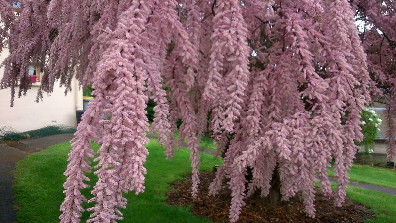 DSC_1195 (1) (Copier).jpg