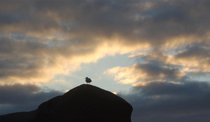 mouette.JPG