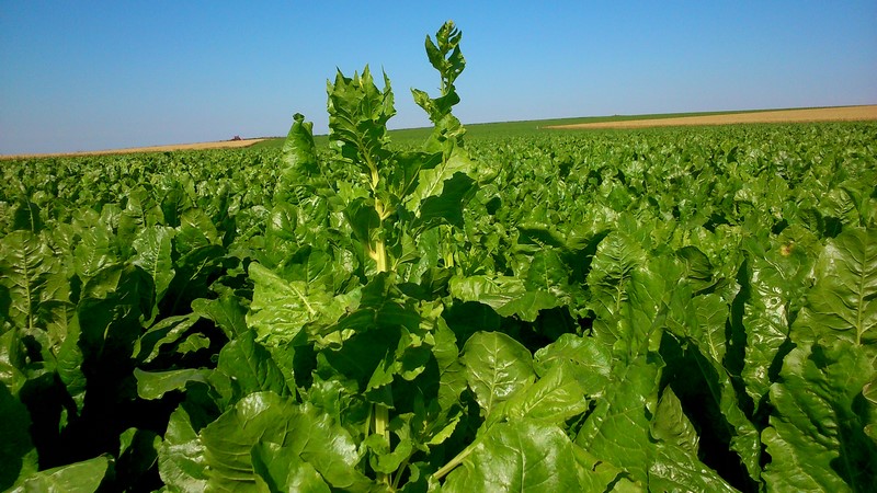 en fait on arrache les betteraves montées.