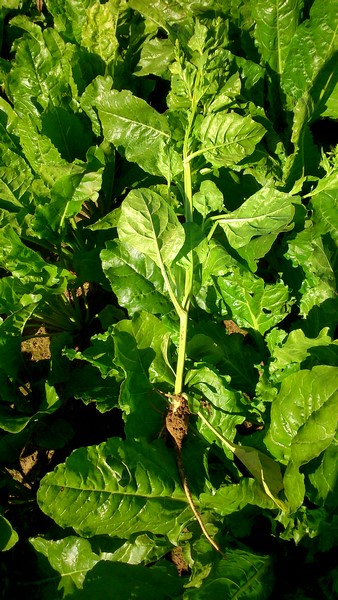 les petites  on les laisse  secher comme ça