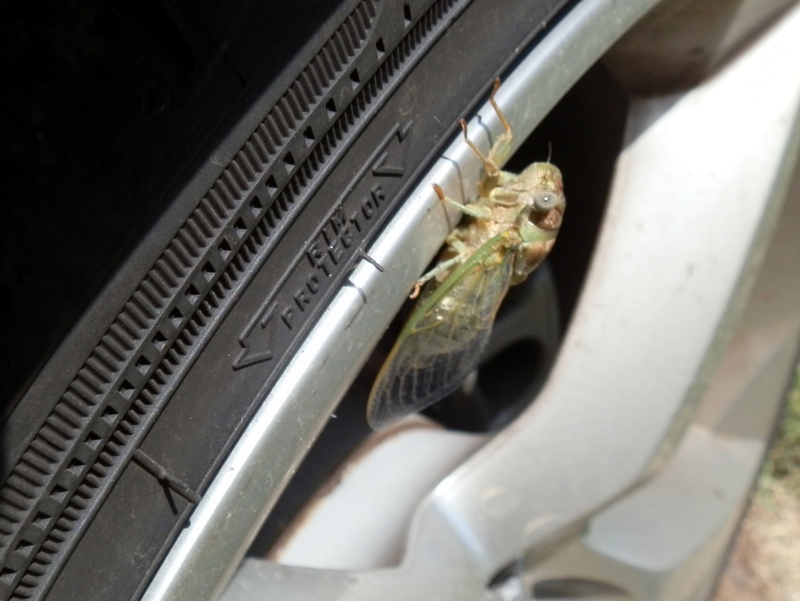 Une cigale toute neuve, en train de réaliser son imago. Elle vient tout juste de sortir de son exuvie. Tout le cycle dure de deux à trois heures, depuis la sortie de la vieille carapace jusqu'à l'envol après le durcissement des ailes.