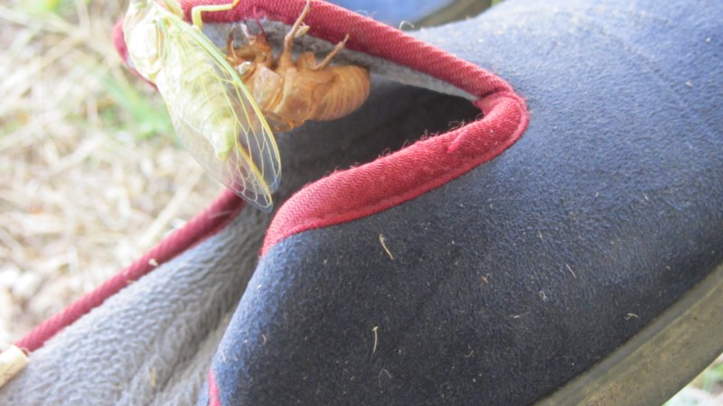 Vacances Corse 351RED.jpg