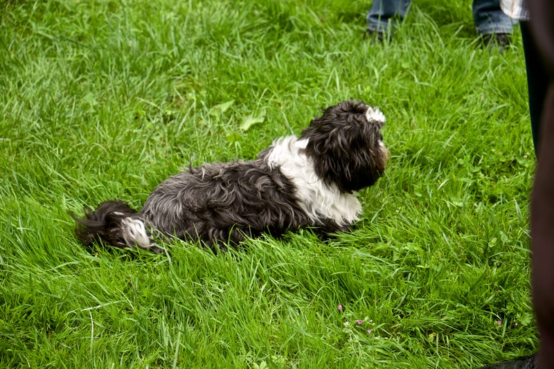 Guimauve attend Marcel ! !