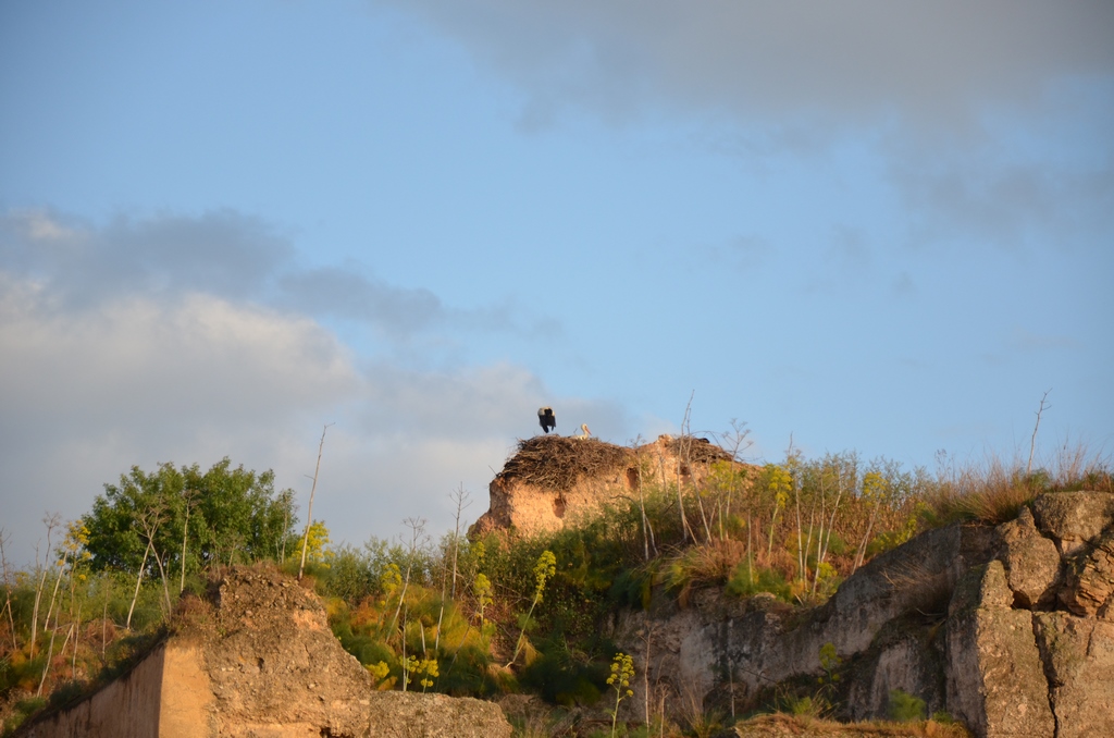 Ruinas y cigüeñas. Meknes.JPG