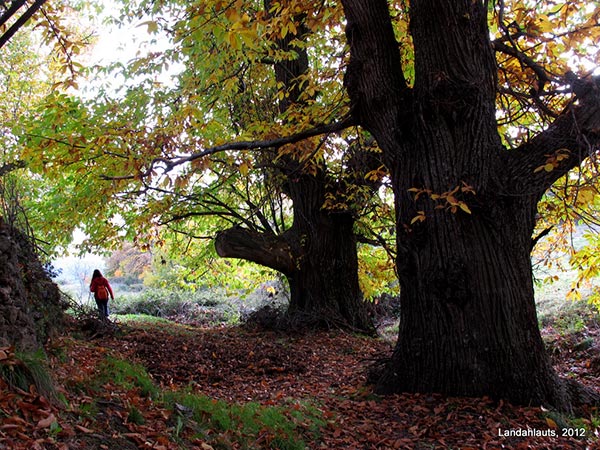 Bosque de castaños en Las Alpujarras