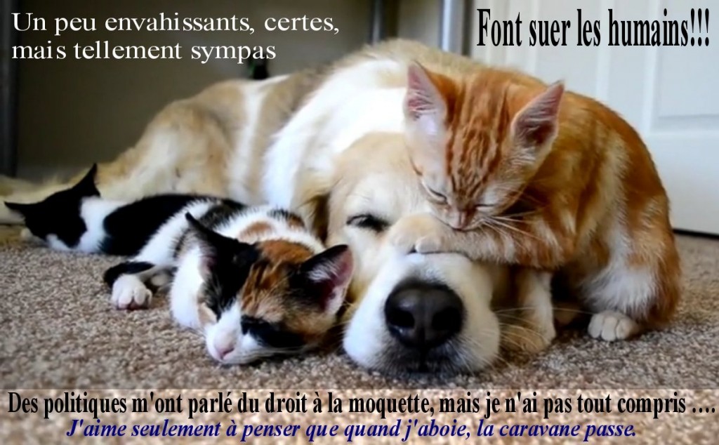 CHIEN_ET_CHAT.jpg