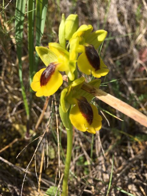 Ophrys Lutea.jpg