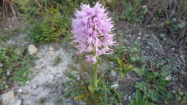 Dactylorhiza Maculata.JPG