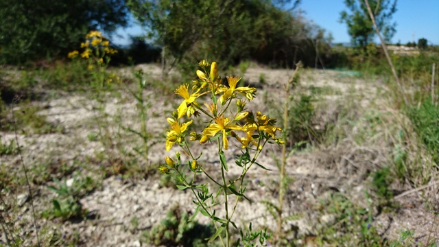Hipericum perforatum.JPG