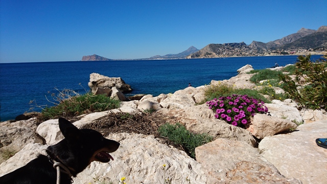 Calp al fons el Puig Campana.JPG
