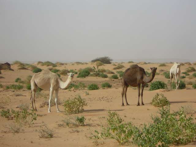 Afrique 2008 141_PhotoRedukto.jpg