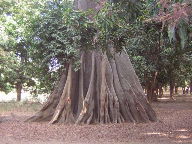 Afrique 2008 225_PhotoRedukto.jpg