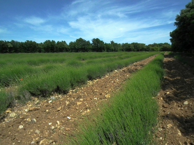 DSCF0539.JPG