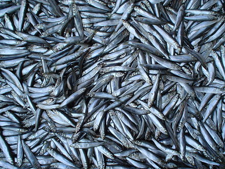 Odesa_bazaar_(5)_sprats.JPG