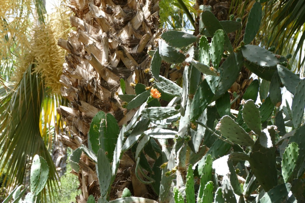 castus jardin majorel.JPG