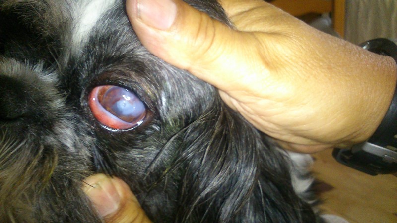 l’œil environ du 15 juin 2017