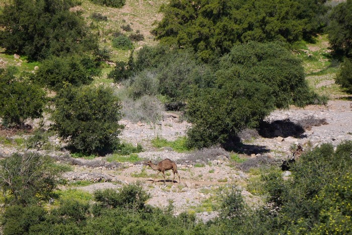dromadaire en balade