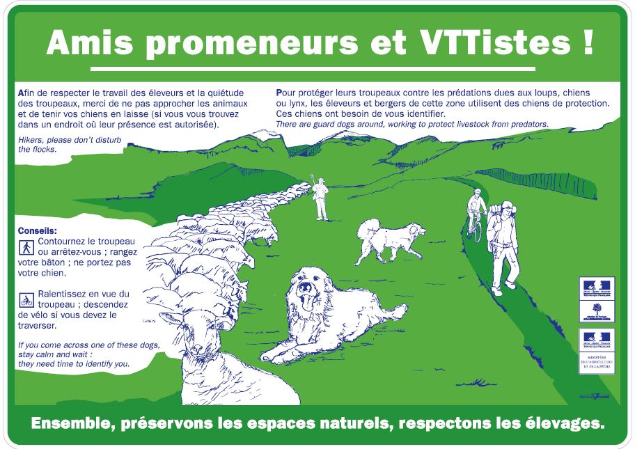 chien_de_protection_patou__cle117711.jpg