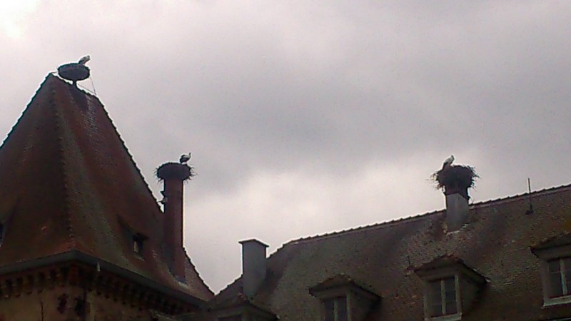 Les cigognes sont de retour