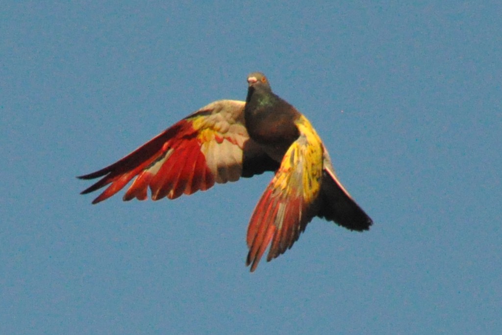 Pigeon.jpg