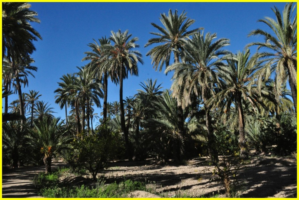 Palmiers (Copie).JPG