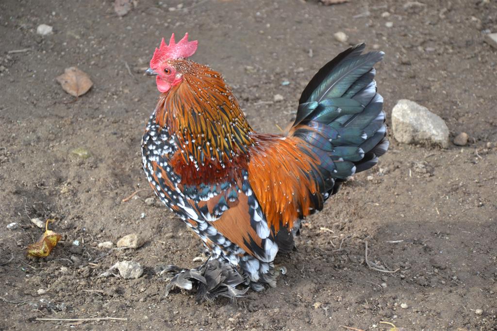 La Minerve 081 (Large).jpg