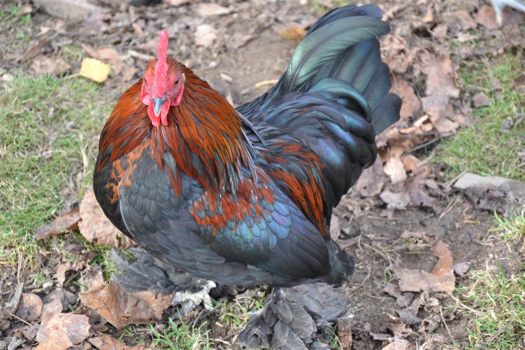 La Minerve 084 (Large).jpg