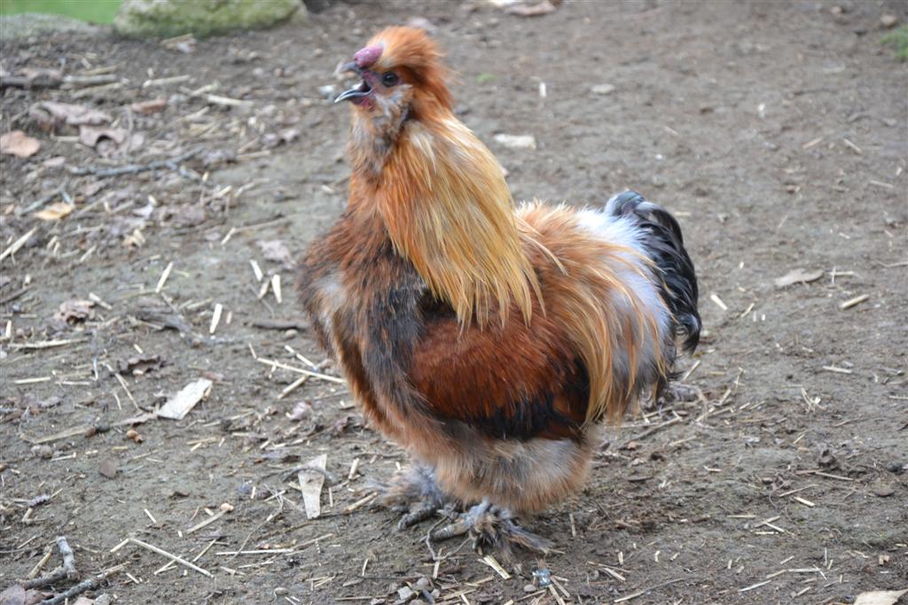 Farmer 005 (Large).jpg