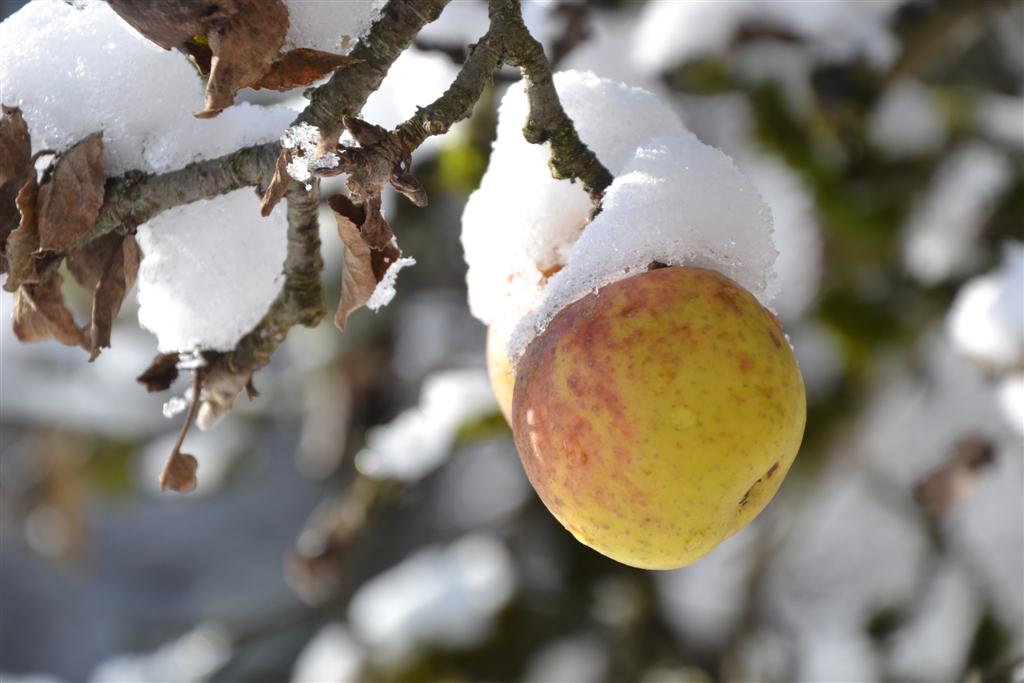 La Minerve 108 (Large).jpg