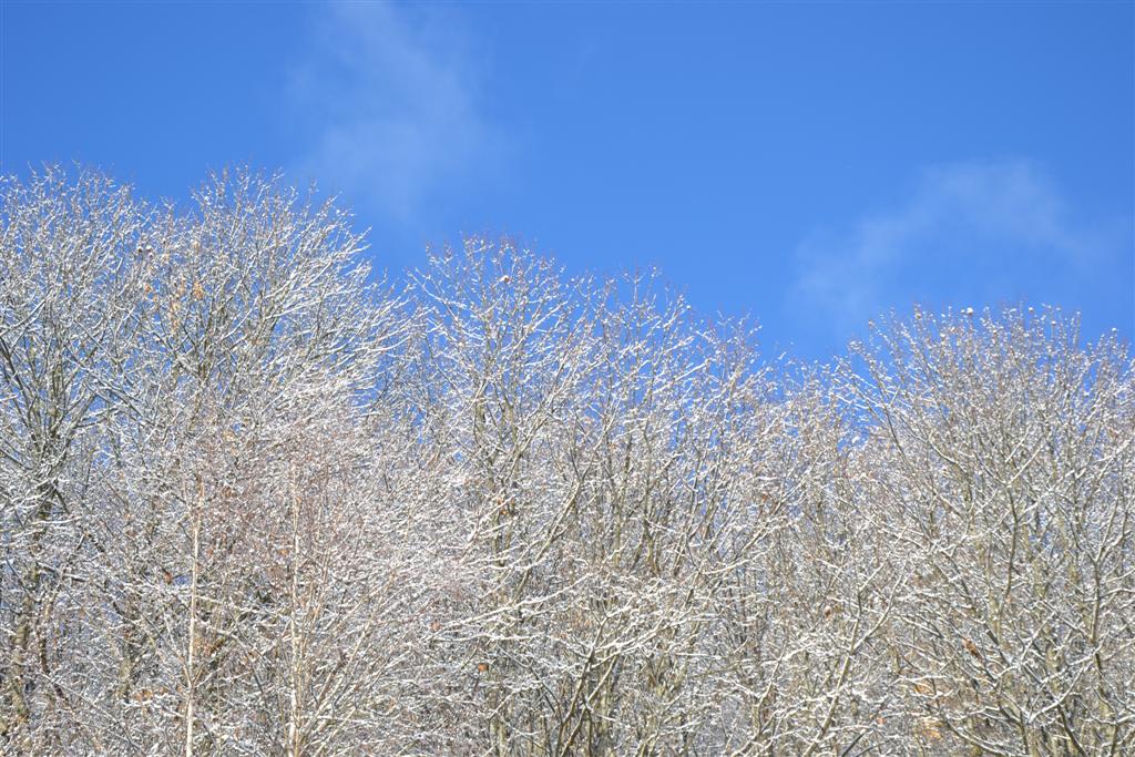 La Minerve 103 (Large).jpg