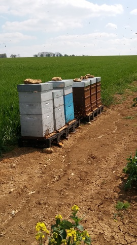 transumance de printemps.jpg