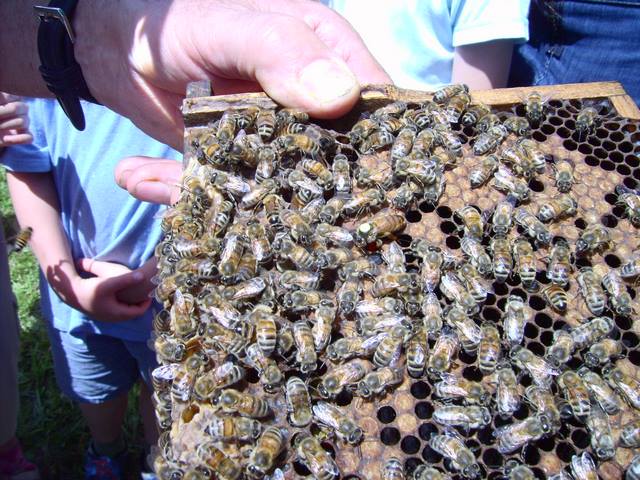 juste pour le plaisir voir la reine marquée au milieu.JPG