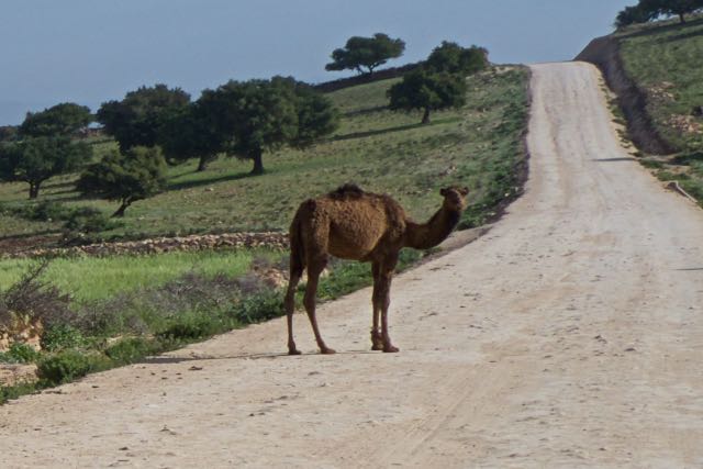 323    dromadaire hors passage piéton.jpg