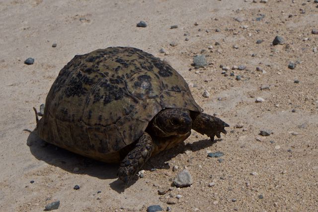 396    rencontre avec une tortue.jpg
