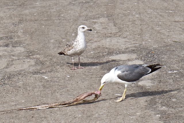 368    Essaouira.jpg