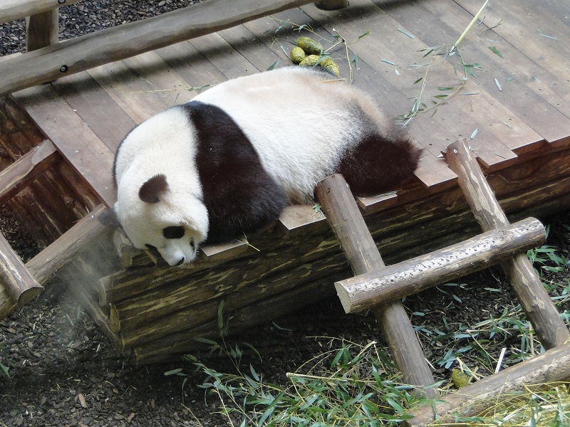 Et voila les pendas , mais ils font que de dormir