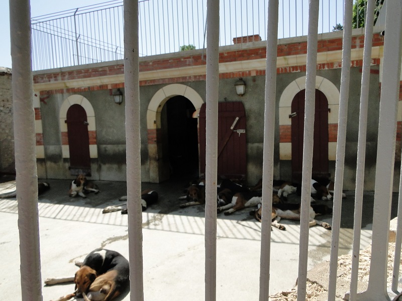 Une partie du chenil