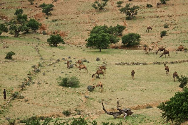 619    Tiznit-Tafraoute.jpg