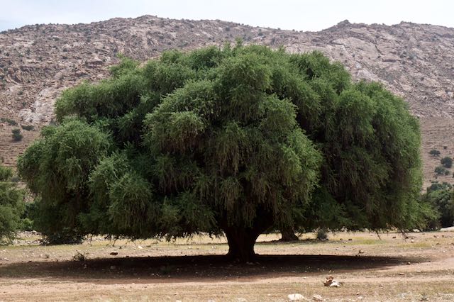 638    Tafraoute-Tiznit.jpg