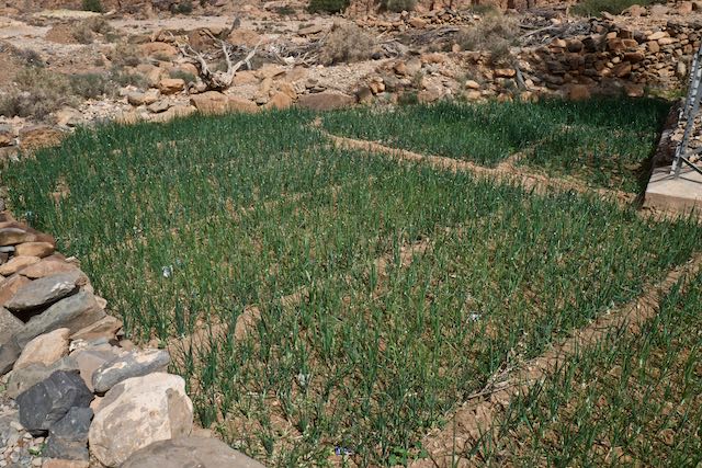 706    Oasis d'Id-Aïssa  (Amtoudi).jpg