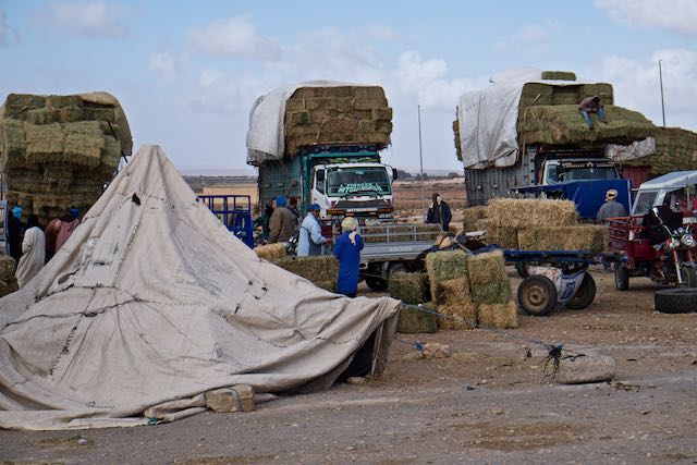 836    Guelmim  (le marché aux chameaux).jpg