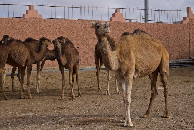849    Guelmim  (le marché aux chameaux).jpg