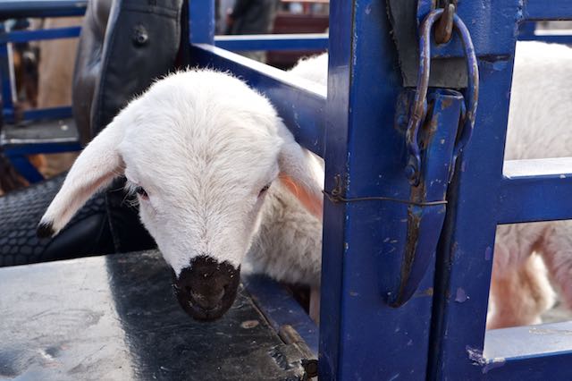 839    Guelmim  (le marché aux chameaux).jpg
