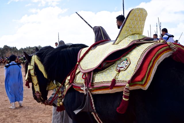 878    Guelmim  (le concours de fantasia).jpg