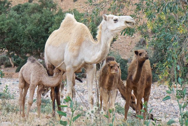 921    Abaynou  les dromadaires.jpg