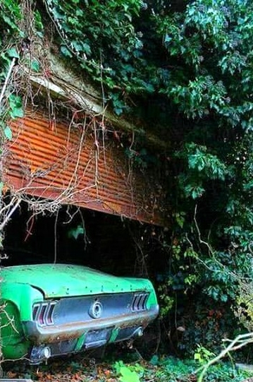 Mustang-Jument verte 1.JPG