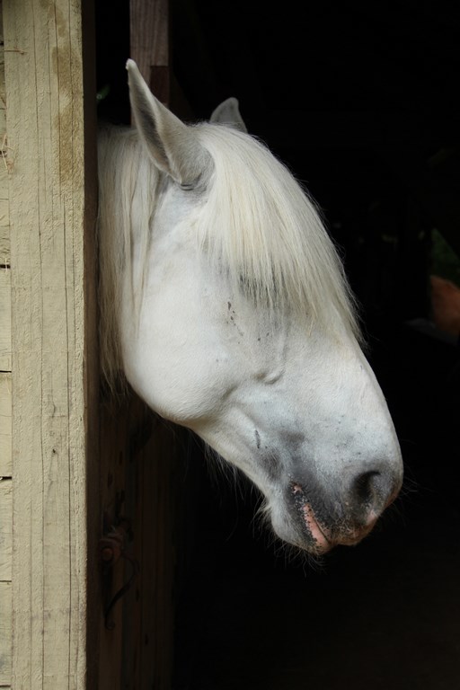 IMG_4554 (Copier).JPG