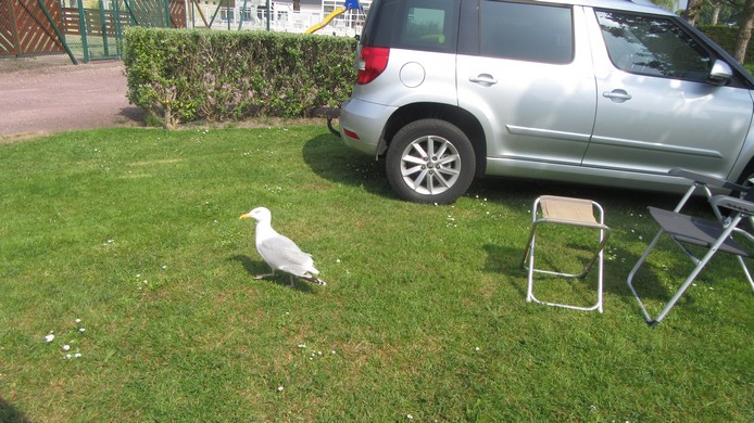 IMG_3919 Ma copine au camping de de St Vaast la Houge.jpg
