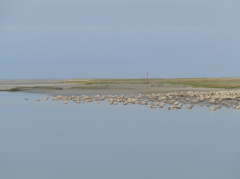 les moutons qui trempent dans la baie