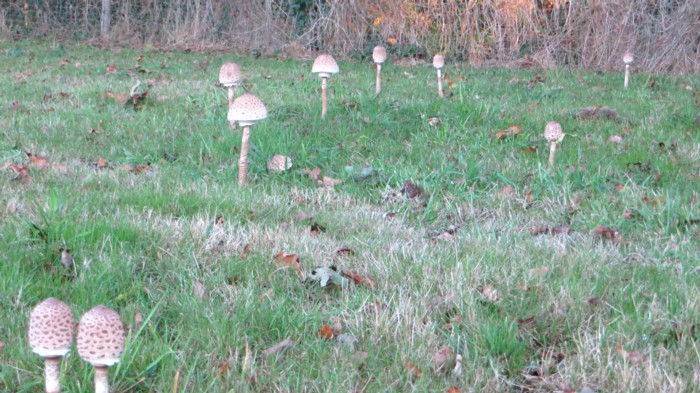 Champignons2.jpg